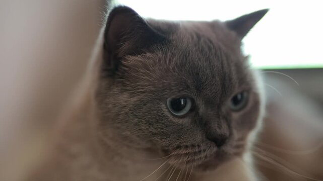 Close-up of a cute British Shorthair cat looking at the camera