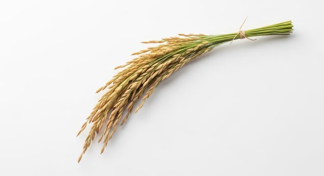 A single harvested bundle of golden rice stalks tied together, isolated on a plain white background