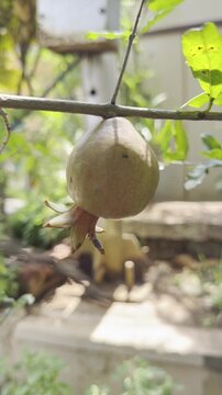 Close up cinematic video of ripe pomegranate fruit hanging on a tree branch in a lush green garden, with natural sunlight, soft bokeh background, tropical leaves and peaceful organic farming atmospher