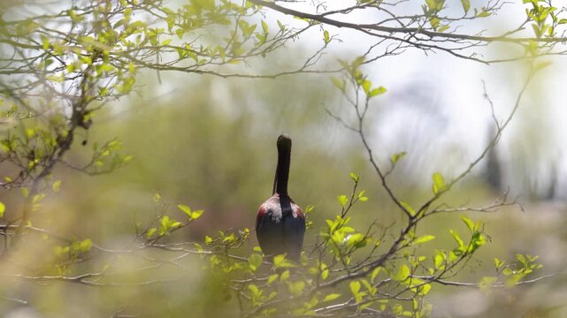 A Glossy ibis bird sits among tree branches