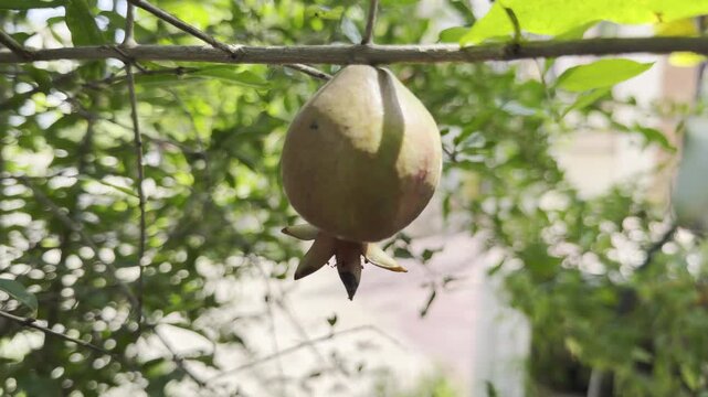 Close up cinematic video of ripe pomegranate fruit hanging on a tree branch in a lush green garden, with natural sunlight, soft bokeh background, tropical leaves and peaceful organic farming atmospher