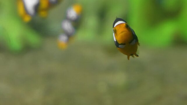 Clownfishes, anemonefishes, genus Amphiprion or nemo fish, saltwater fishes, tropical waters, Pomacentridae family, omnivorous fishes, ocean habitat, reef aquarium, colorful fish, orange clownfish.
