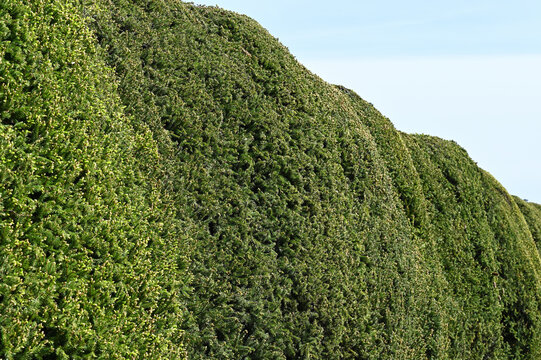 A close-up photograph of a neatly trimmed green hedge with dense evergreen foliage