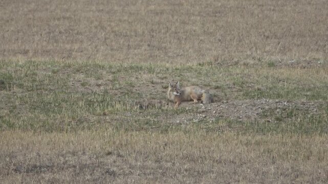 An adult corsac fox in the steppe in spring

