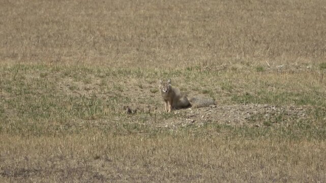 An adult corsac fox in the steppe in spring

