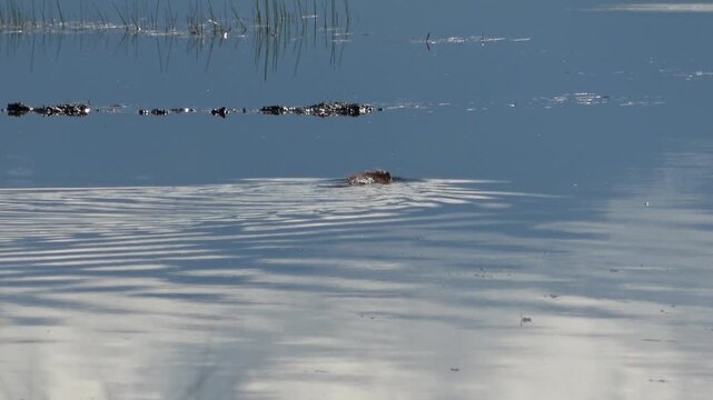 A muskrat swims through the water and carries a bunch of grass