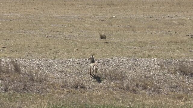 An adult corsac fox in the steppe in spring
