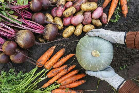Vegetable harvest in veget garden. Farmer harvesting different organic fall vegetables, farming