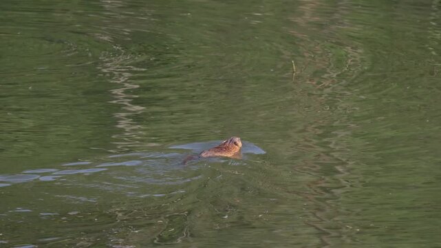 A muskrat swims through the water and carries a bunch of grass