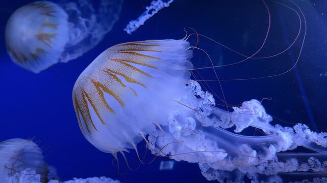 Jelly Fish at city aquarium with blue light. Closeup. 4K