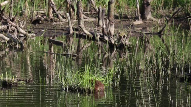 A muskrat swims through the water and carries a bunch of grass