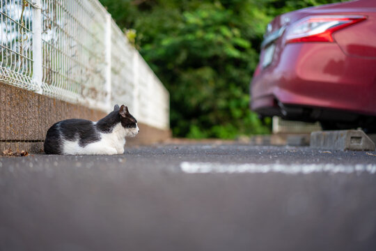 街角の猫」の写真素材 | 588件の無料イラスト画像 | Adobe Stock