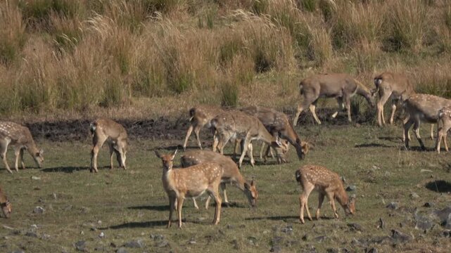 Sika deer. Primorsky Krai. Russia
