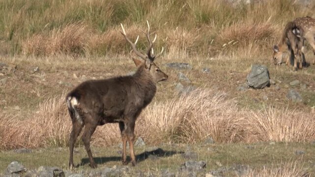 Sika deer. Primorsky Krai. Russia
