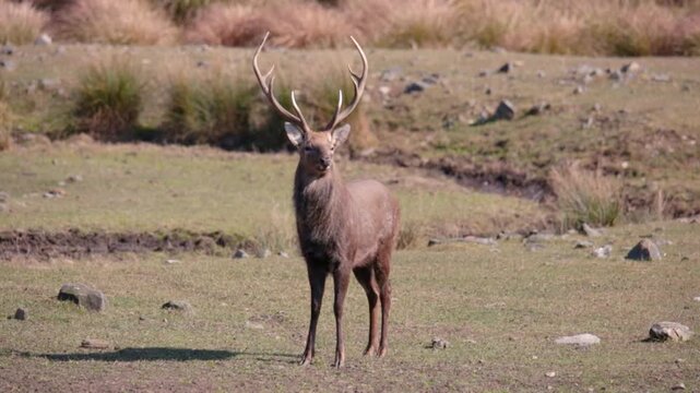 Sika deer. Primorsky Krai. Russia
