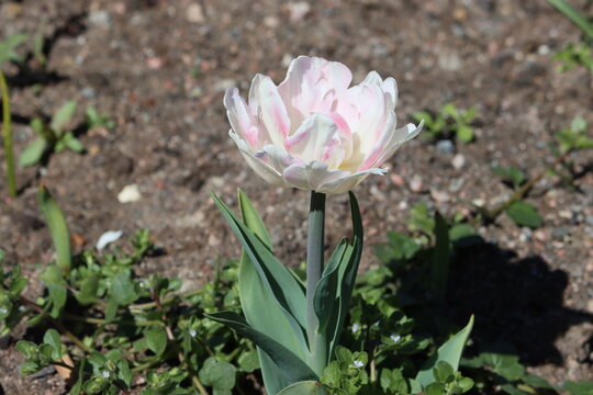 Tulips (Tulipa) are a genus of spring-blooming perennial herbaceous bulbiferous geophytes (having bulbs as storage organs). 