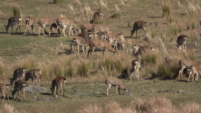 Sika deer. Primorsky Krai. Russia
