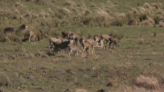 Sika deer. Primorsky Krai. Russia

