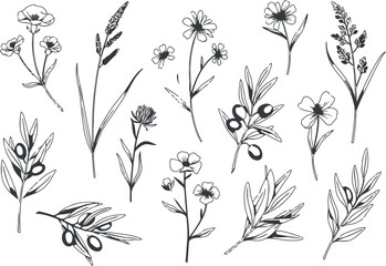 Obraz premium A collection of delicate hand drawn floral and botanical sketches isolated on a white background