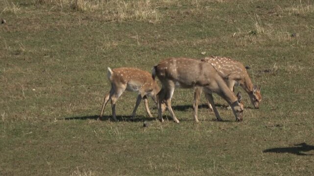 Sika deer. Primorsky Krai. Russia
