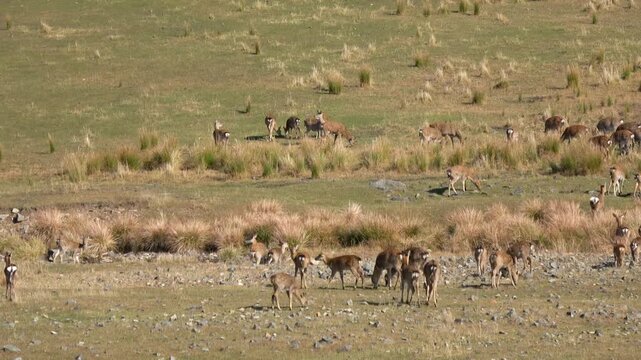 Sika deer. Primorsky Krai. Russia
