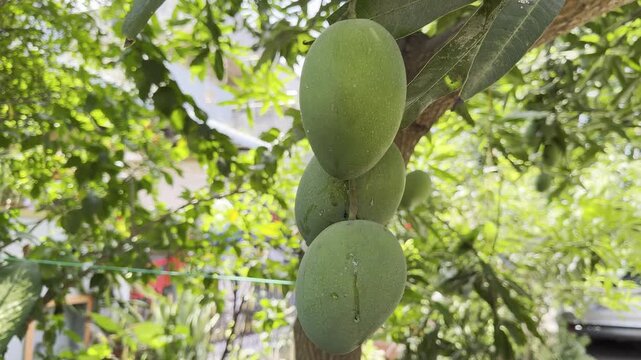 Close up cinematic video of fresh green mangoes growing on a tree branch in a lush tropical garden, with natural sunlight, soft bokeh background, green leaves and peaceful organic farming atmosphere

