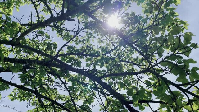 【自然】木漏れ日きらめく自然風景素材｜Dappled Sunlight in Forest, Shimmering Nature Scene Stock Footage