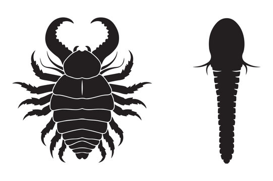 Scorpion insect and tadpole arthropod and amphibian stages scorpion arthropod