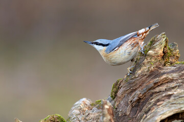 kowalik (Sitta europaea) © Grzegorz