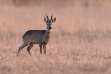Sarna (Capreolus capreolus) © Grzegorz