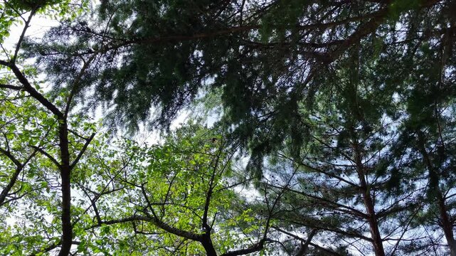 【自然】緑の葉と木の自然風景｜Green Leaves and Trees, Natural Landscape