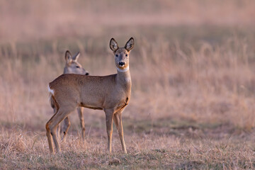 Sarna (Capreolus capreolus) © Grzegorz