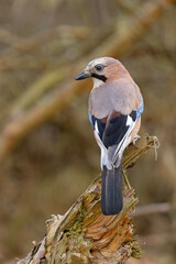 Sójka (Garrulus glandarius)  © Grzegorz