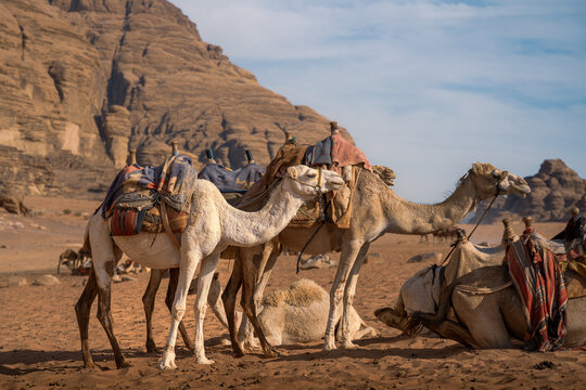 Mehrere Kamele stehen mit Sattel in der W&uuml;ste Wadi Rum in Jordanien und warten auf den Ausritt mit Touristen