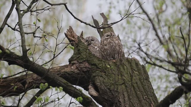 Two Tawny Owls sit on a broken tree