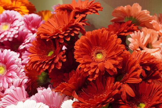 Colorful red gerbera flowers sold in a plant fair in Attica, Greece
