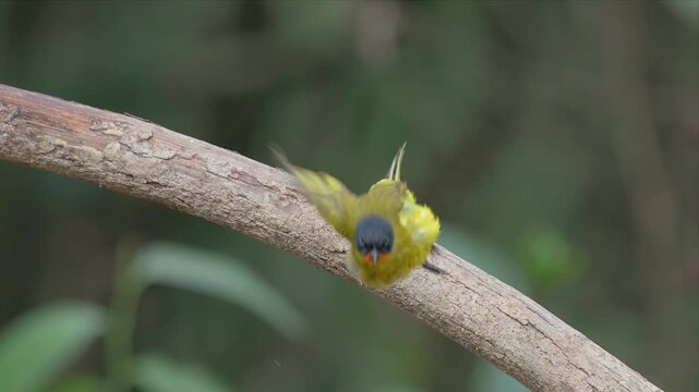 Video of Flame throated bulbul bird perches calmly on a thick branch and moving around. Bright yellow chest contrasts with dark head. Soft-focus background enhances bird's vivid colors. Nature's quiet