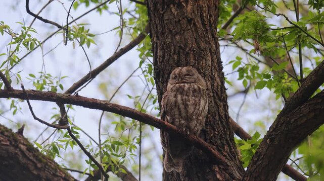 Adult Tawny owl sitting on a branch on summer close up