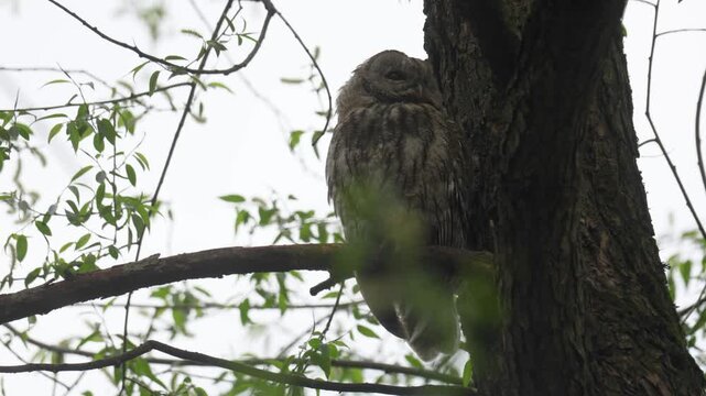 Adult Tawny owl sitting on a branch on summer close up