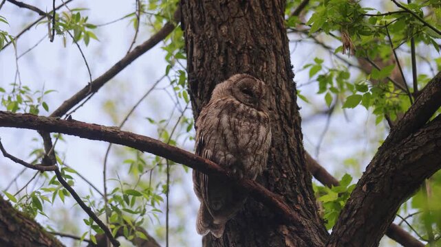 Adult Tawny owl sitting on a branch on summer close up
