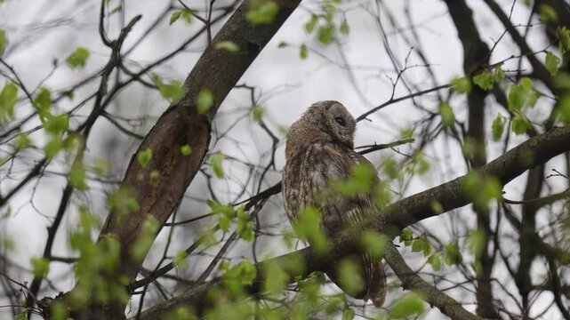 Adult Tawny owl sitting on a branch on summer close up