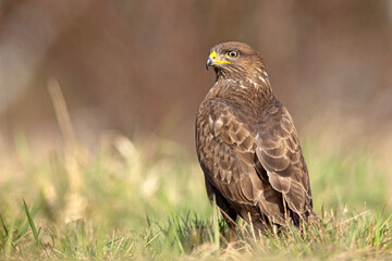 Myszołów (Buteo buteo) © Grzegorz
