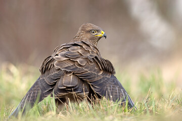 Myszołów (Buteo buteo) © Grzegorz
