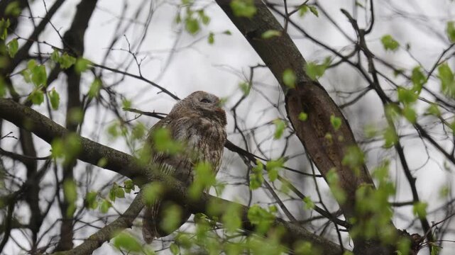 Adult Tawny owl sitting on a branch on summer close up