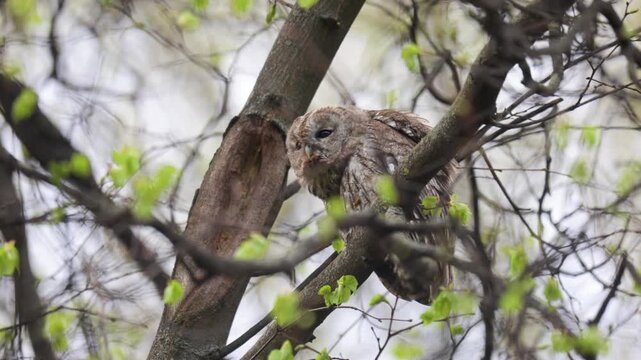 Adult Tawny owl sitting on a branch on summer close up