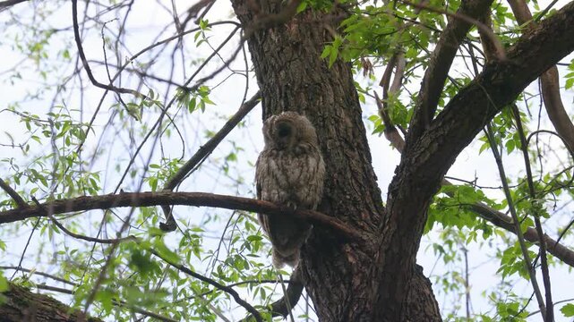 Adult Tawny owl sitting on a branch on summer close up