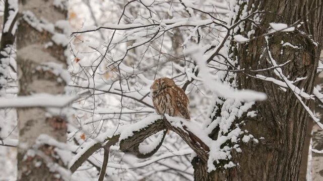 Adult Tawny owl sitting on a branch on winter close up