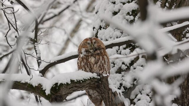 Adult Tawny owl sitting on a branch on winter close up