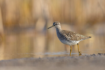 Łęczak (Tringa glareola) © Grzegorz
