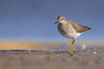 Łęczak (Tringa glareola) © Grzegorz
